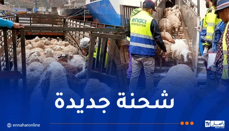 الأغنام-1.webp
